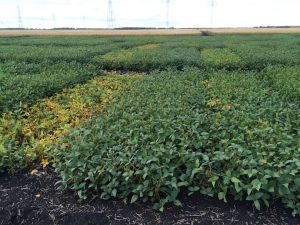 Soybean variety trial site in September, when maturity ratings begin