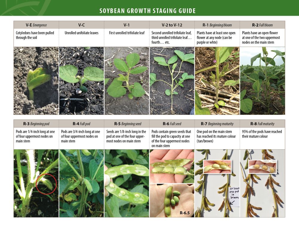 growing pulses manitoba pulse amp soybean growers soybean growth stages