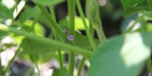 Soybean-flower-660x330
