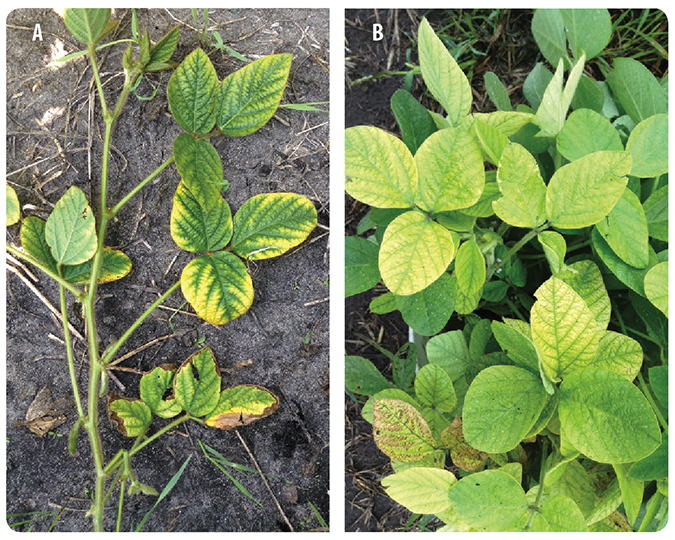 Field Selection Manitoba Pulse & Soybean Growers
