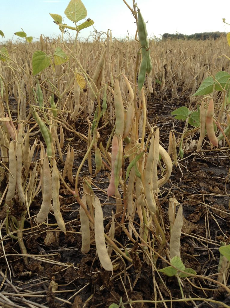 Dry Bean Desiccation and Harvest Considerations Manitoba Pulse