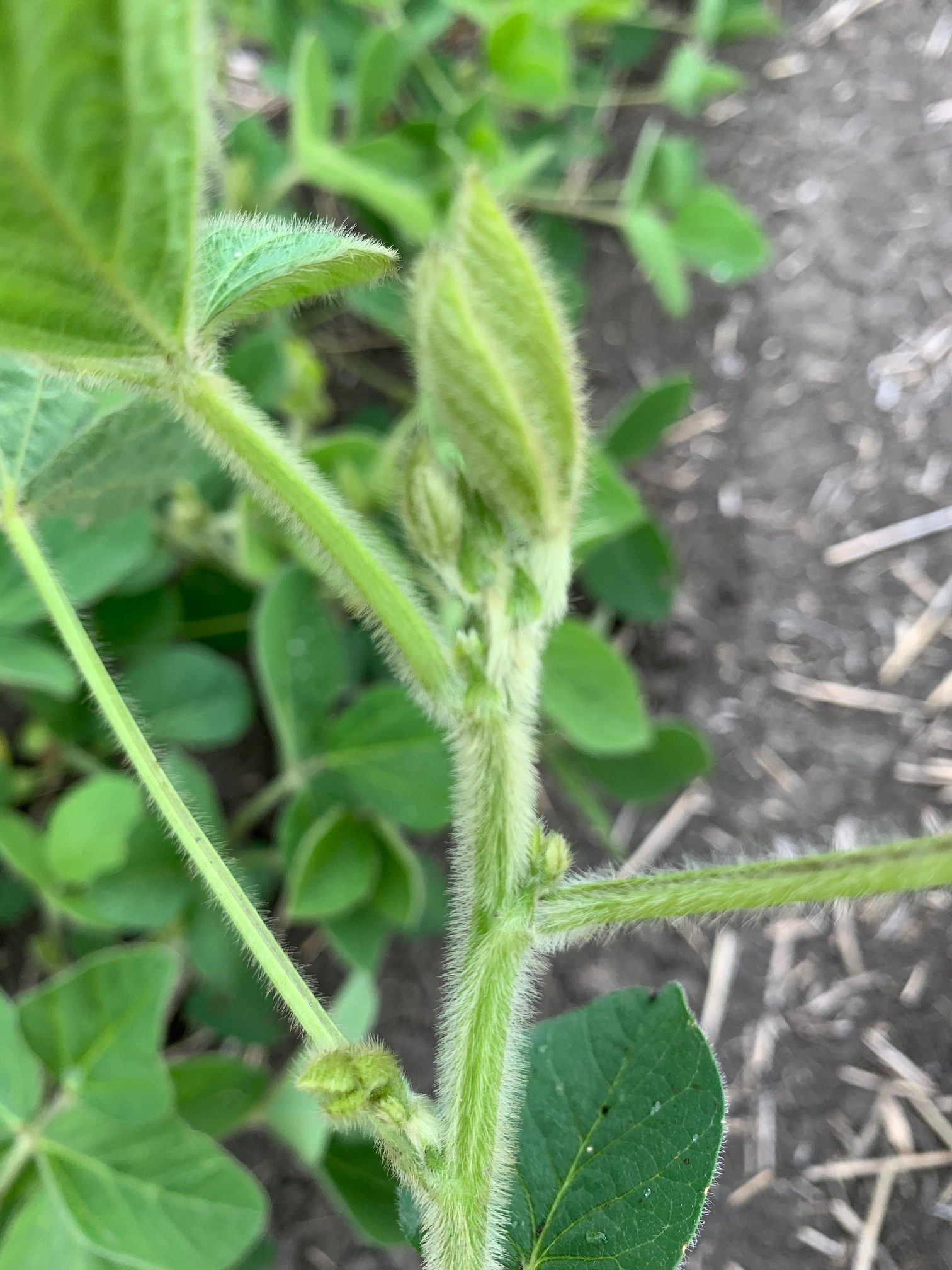 Manitoba Pulse & Soybean Growers