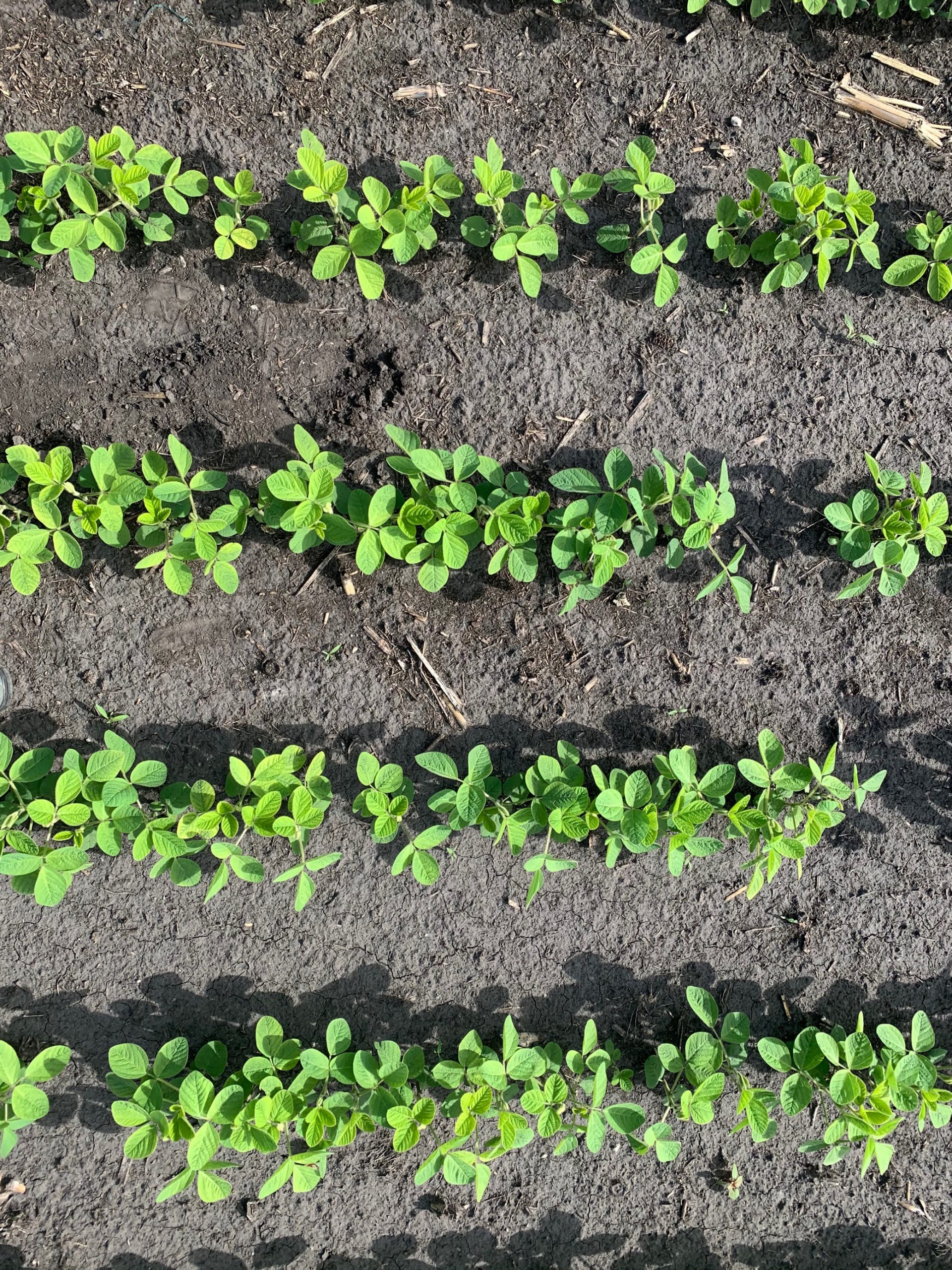 20200703_Narrow row spacing OFN soybeans Manitoba Pulse & Soybean Growers