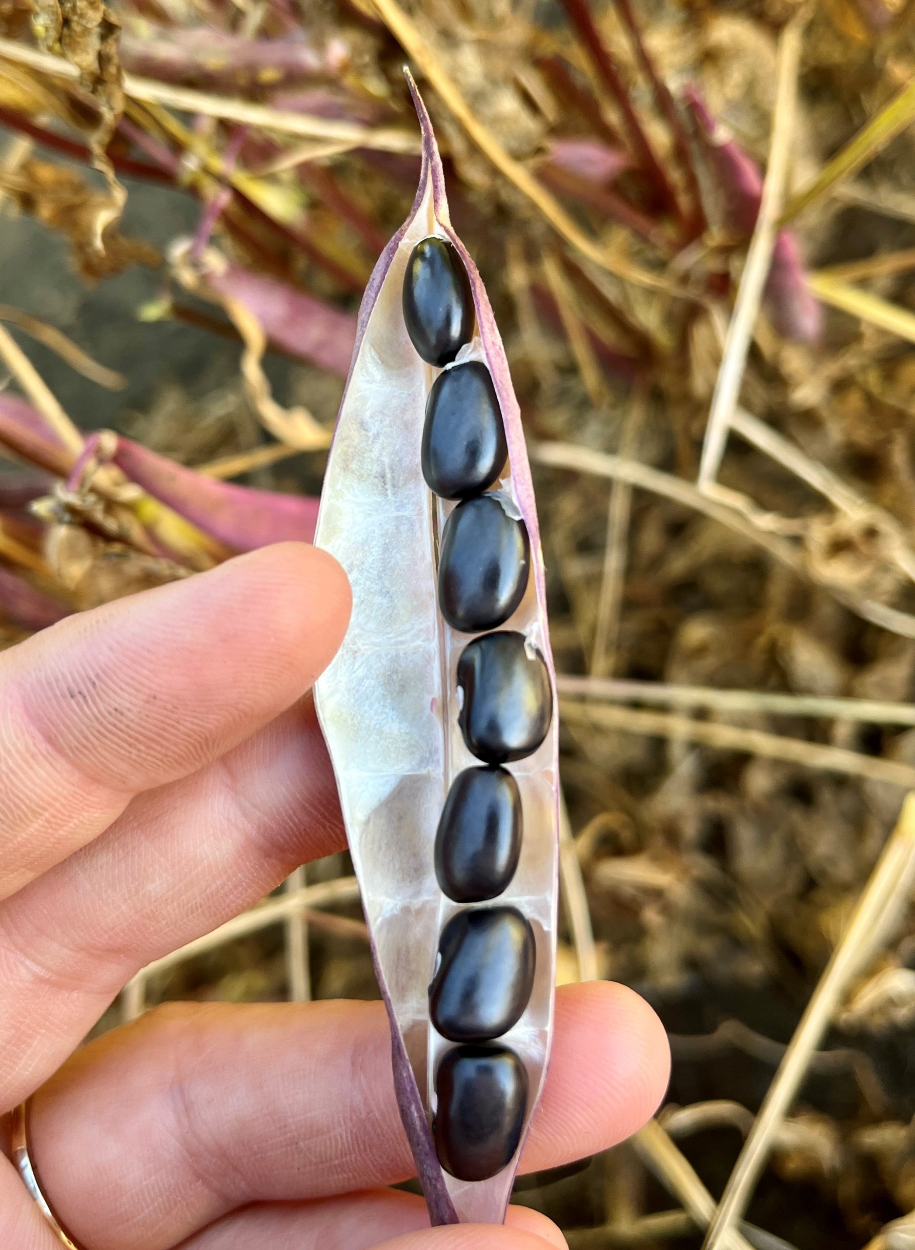Black beans at R8 near Portage la Prairie on Aug 25 2022 Manitoba