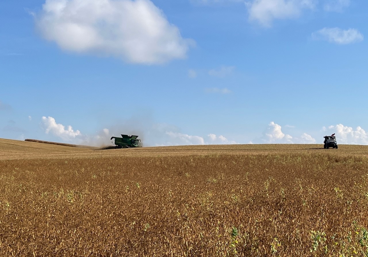 Field peas ready to harvest moisture near Notre Dame at 15.6 Aug 22 2022_7 Manitoba Pulse