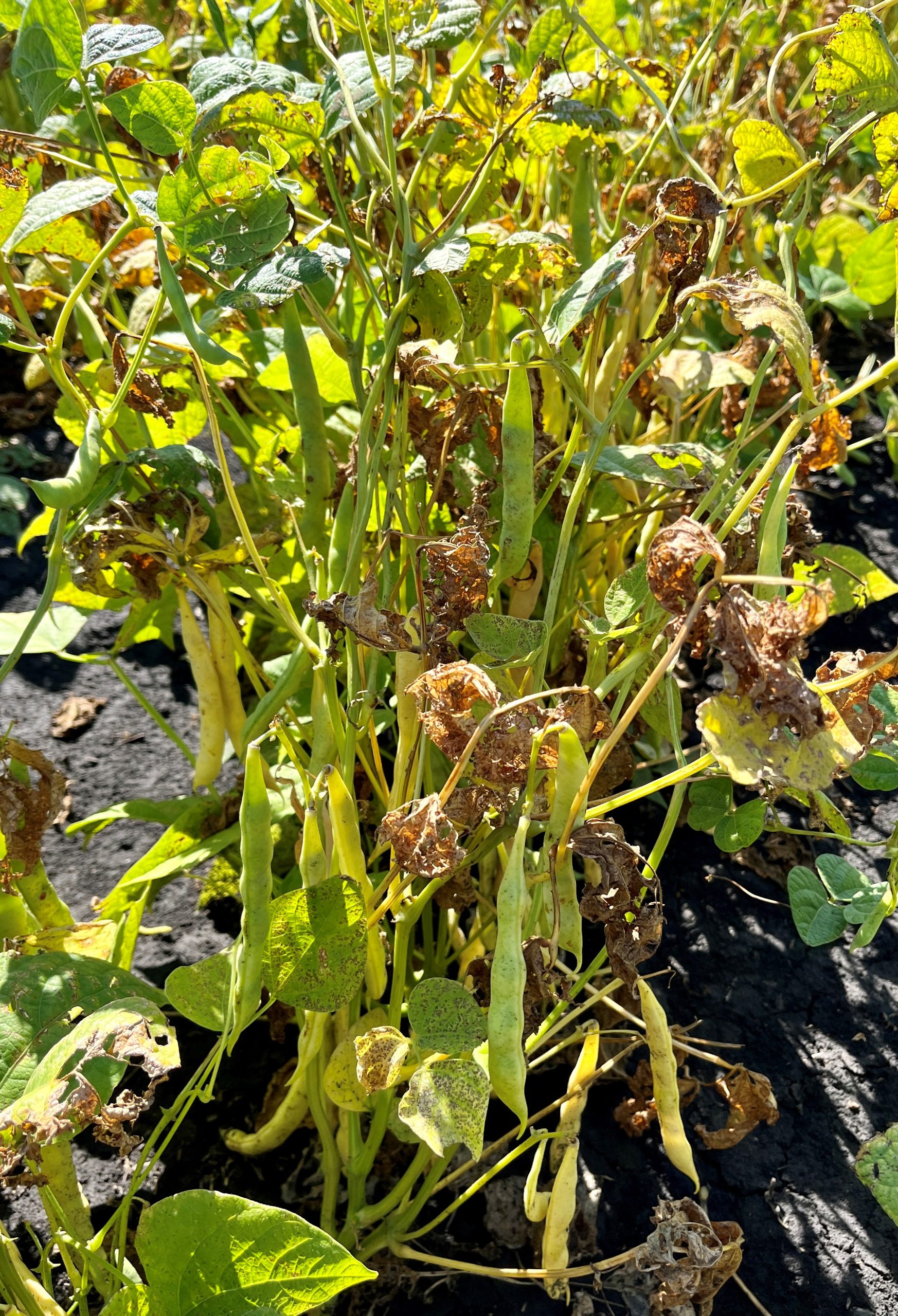 Pintos at R8 near Portage la Prairie on August 25 2022 Manitoba Pulse