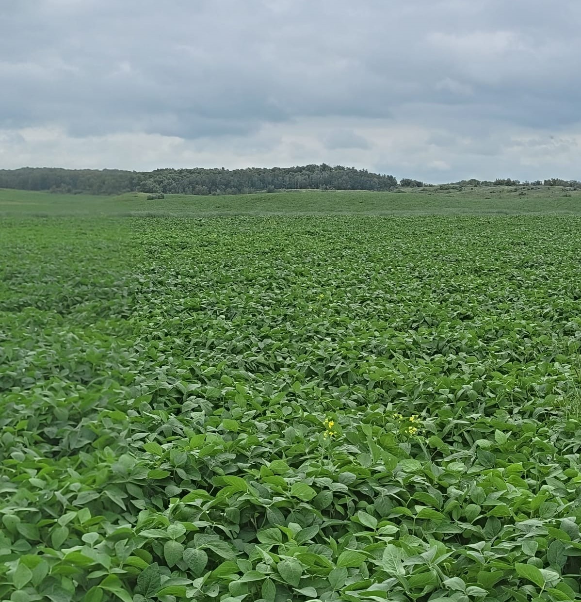 Soybeans at R4 (full pod) near Treherne on July 31, 2022 Manitoba