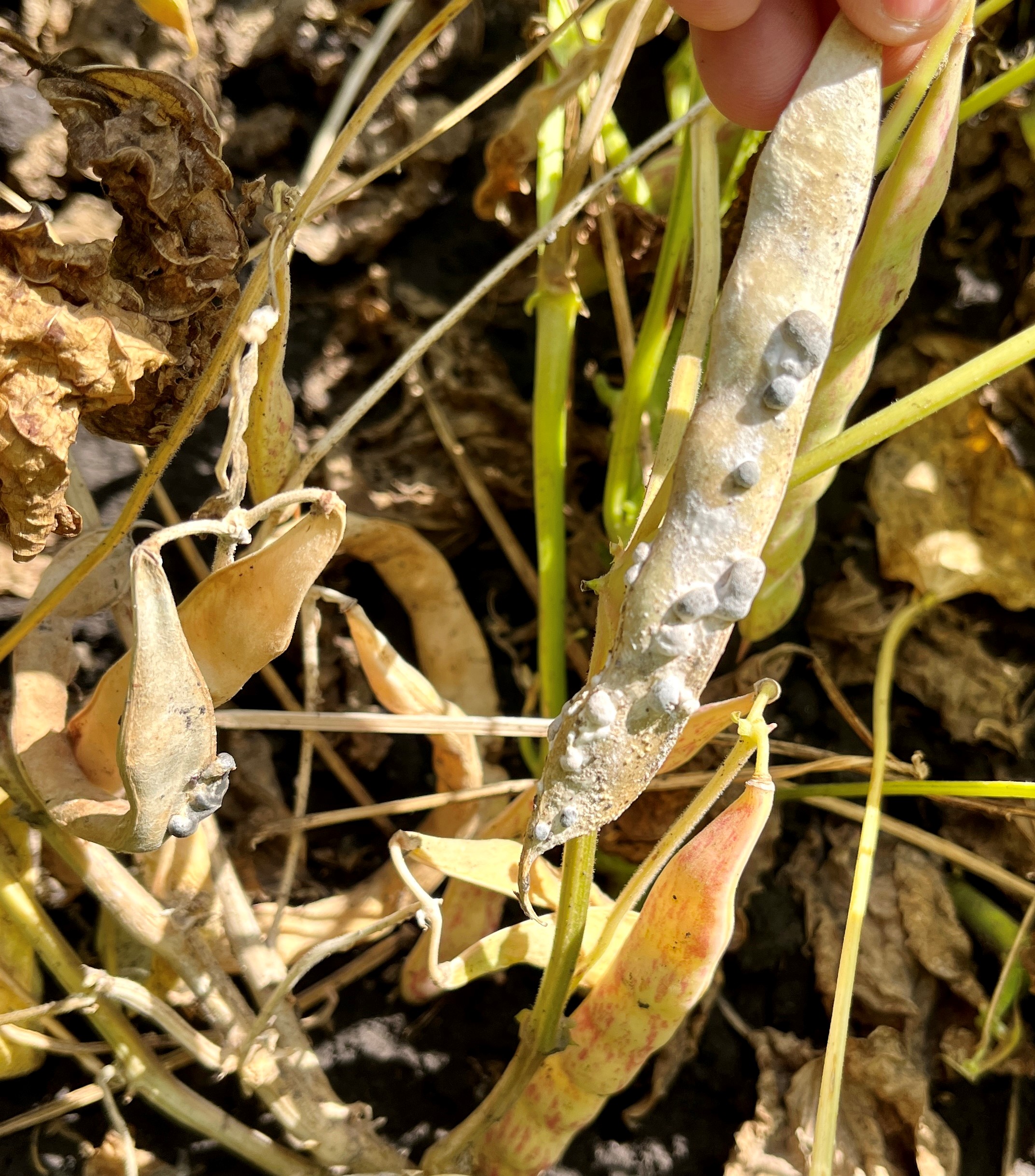 White mold in dry beans on August 25 2022_3 Manitoba Pulse & Soybean
