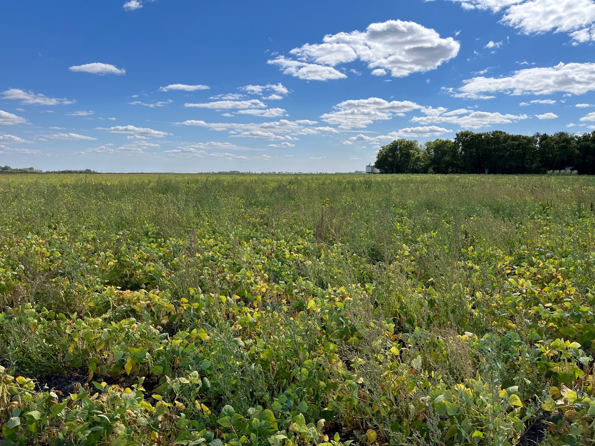 Kidney beans at R8 begining maturity close to Portage la Prairie on