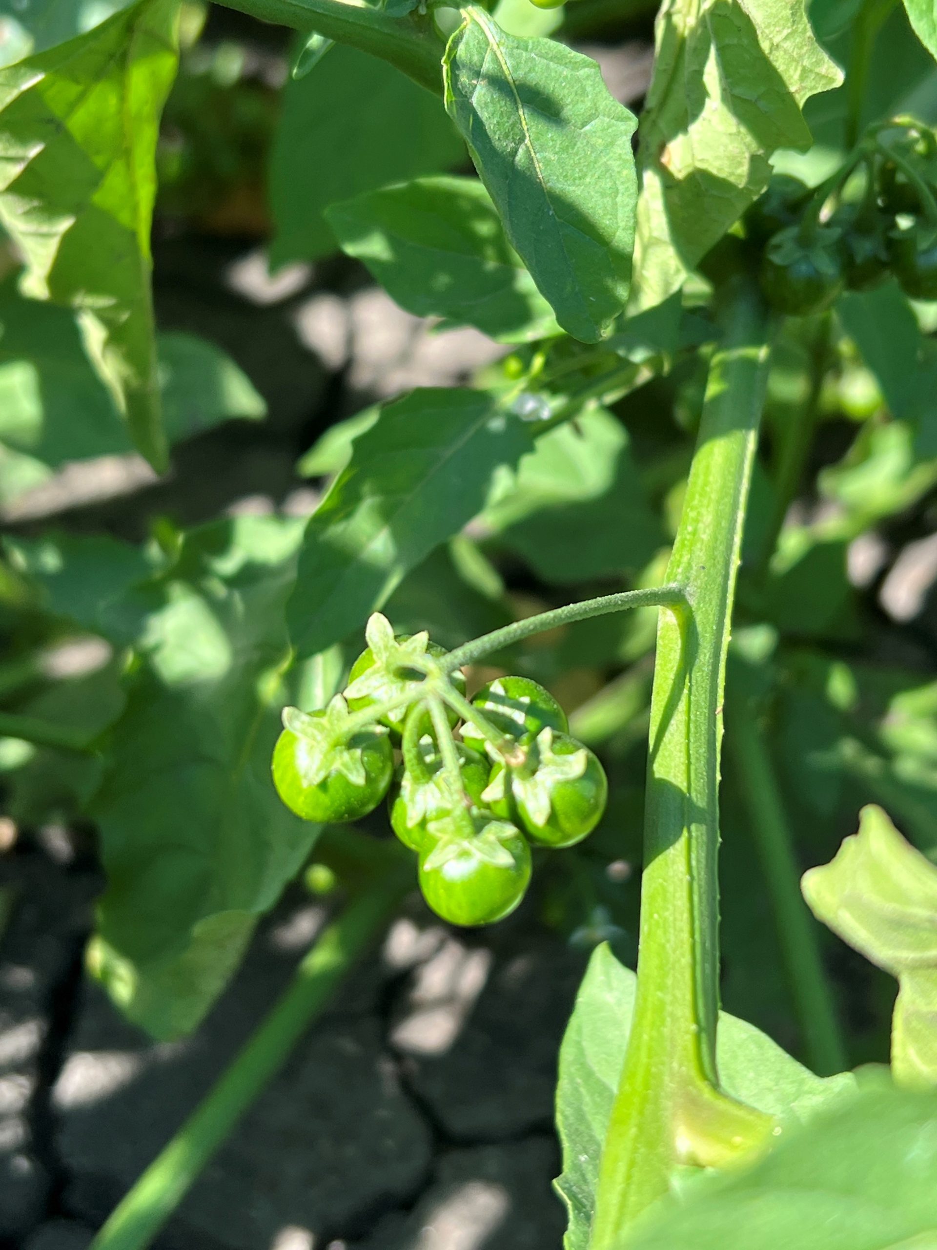 Nightshade berries. Source Dan Bolton Hensall Manitoba Pulse