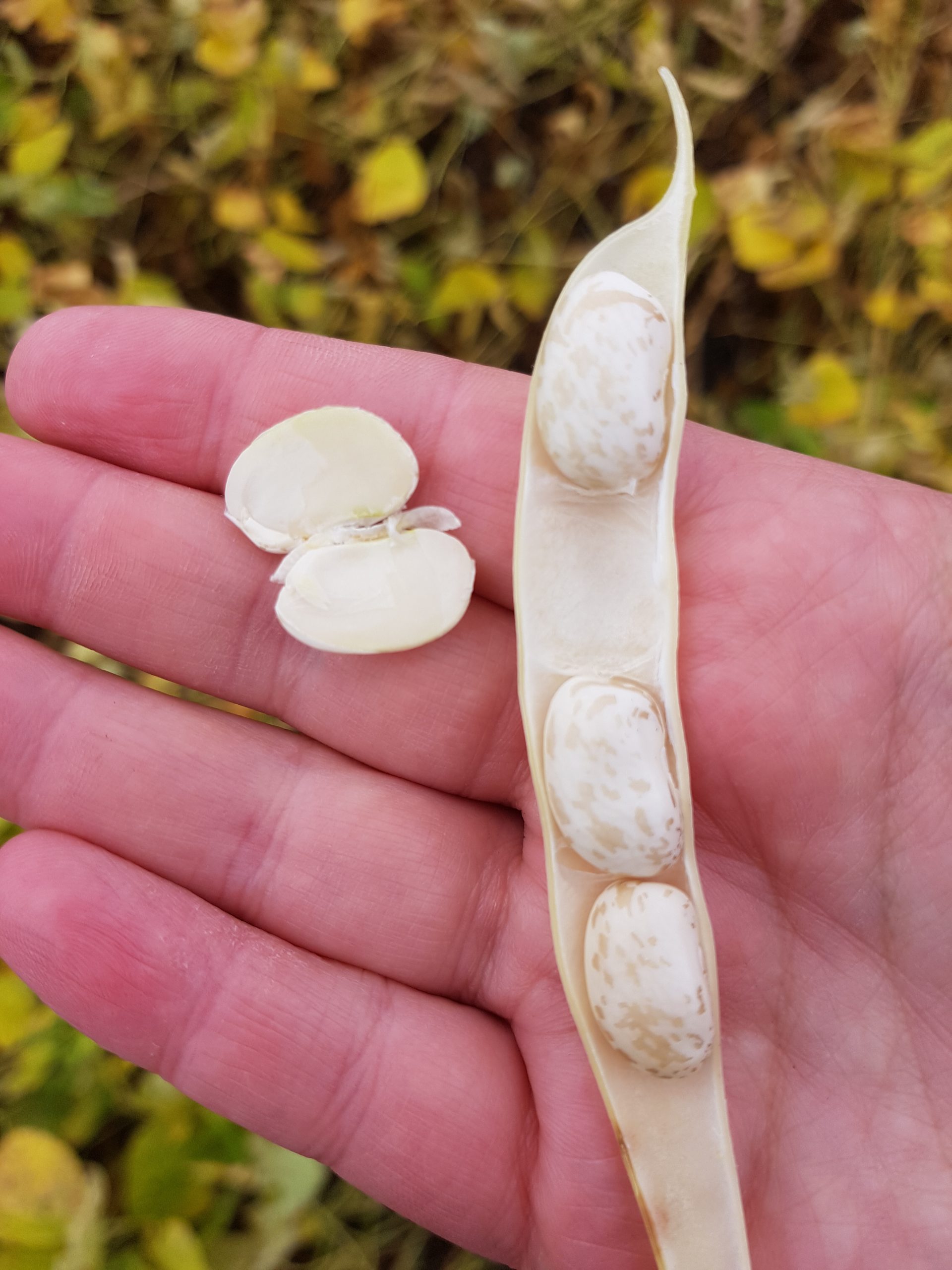 20200901_Desiccation timing in pinto beans split seed (2) Manitoba