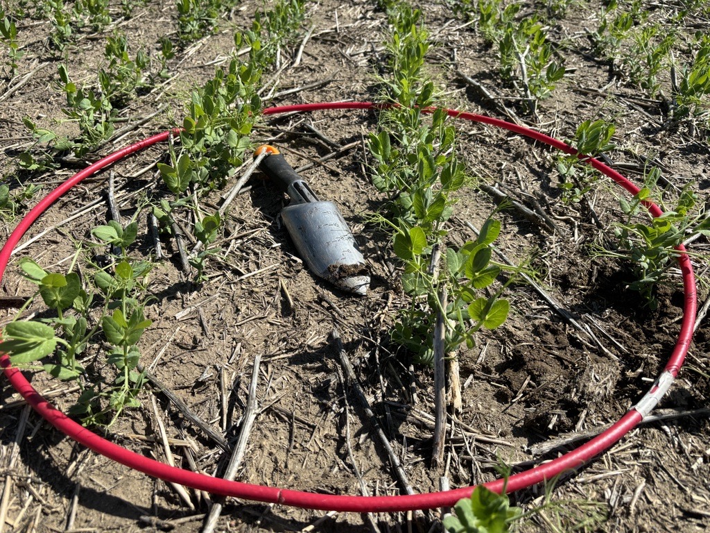 high plant population Manitoba Pulse & Soybean Growers